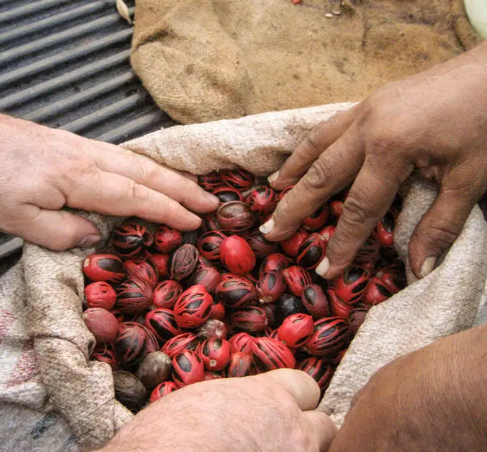 Macis, Épices de Cru