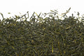Thé vert-Sencha Mobata